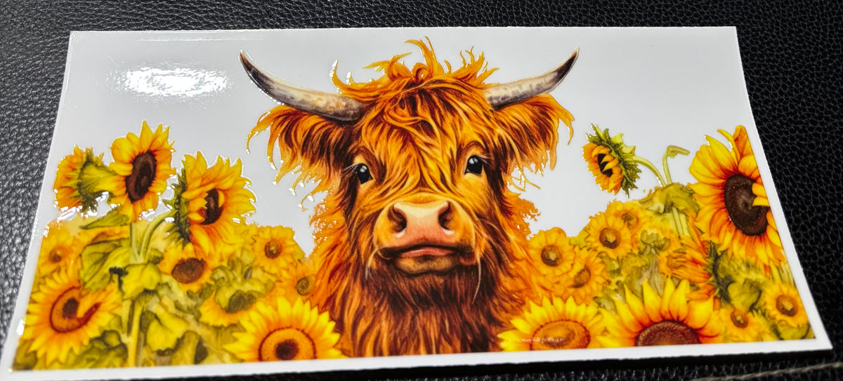 Highland Cow 3