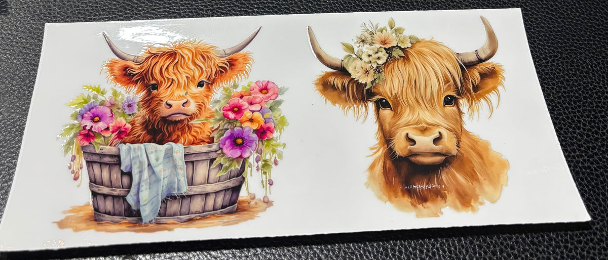 Highland Cow 6