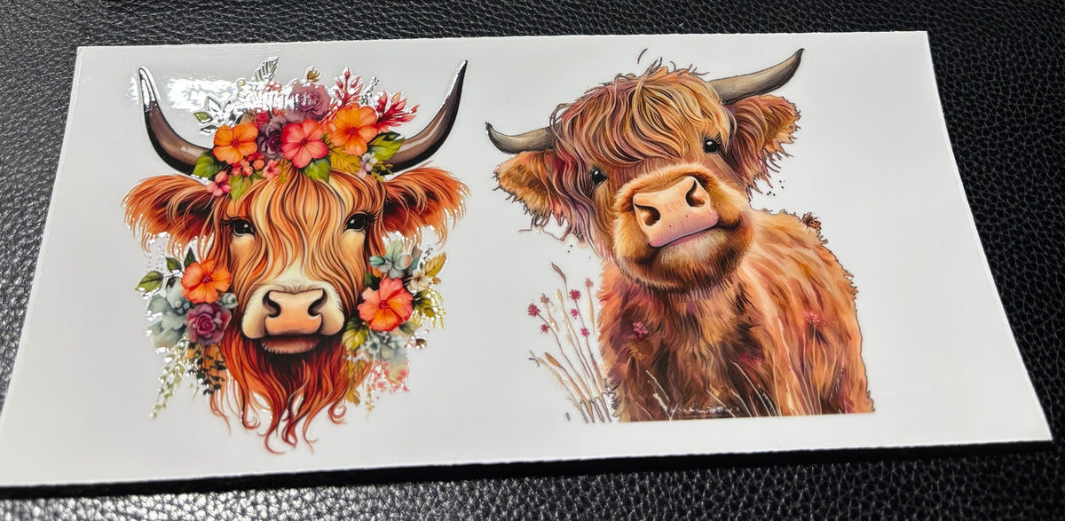 Highland Cow 7