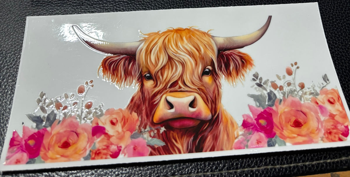 Highland cow 9