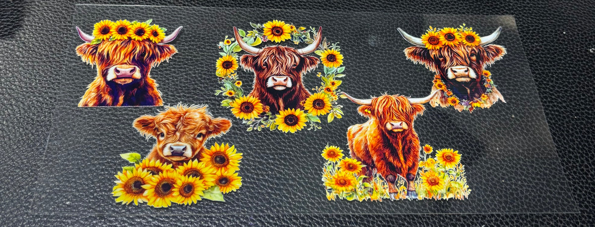 Highland cow 10